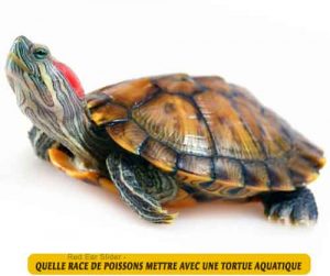 Quelle-race-de-poissons-mettre-avec-une-tortue-aquatique-07-Red-Ear-Slider