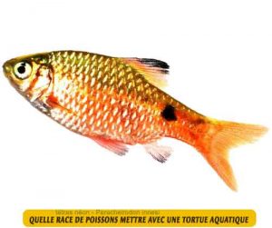 Quelle-race-de-poissons-mettre-avec-une-tortue-aquatique-09-Barbes-roses--Puntius-conchonius