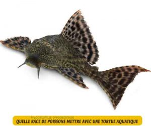 Quelle-race-de-poissons-mettre-avec-une-tortue-aquatique-10-Hypostomus-plecostomus