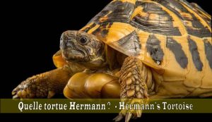 Quelle-tortue-Hermann-01