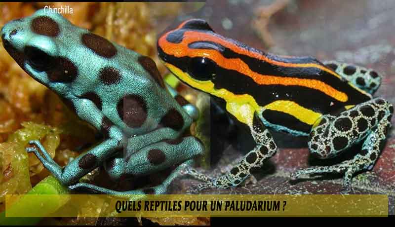 Quels-reptiles-pour-un-Paludarium-01