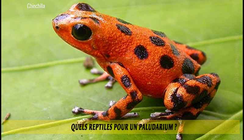 Quels-reptiles-pour-un-Paludarium-02