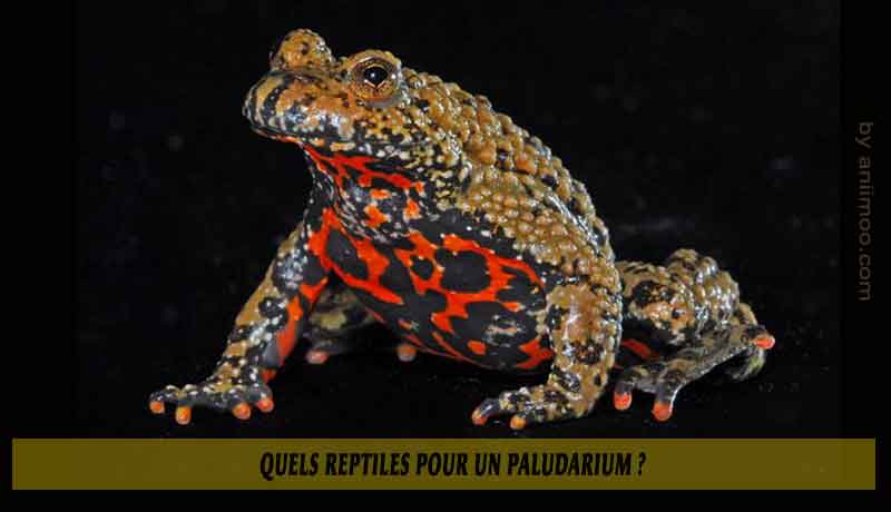 Quels-reptiles-pour-un-Paludarium-03