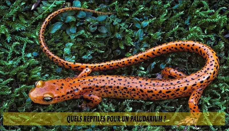 Quels-reptiles-pour-un-Paludarium-04