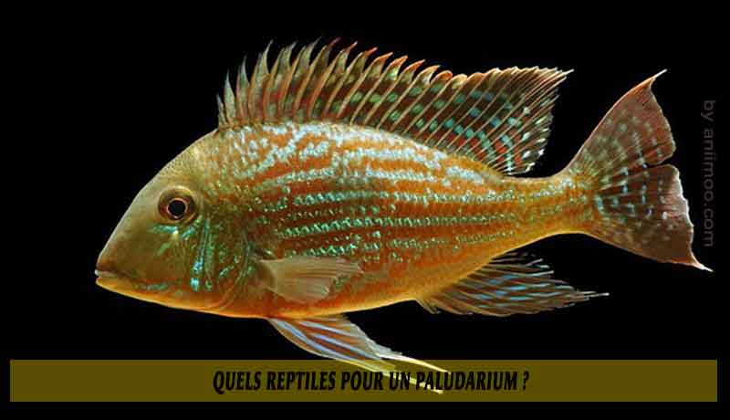 Quels-reptiles-pour-un-Paludarium-05
