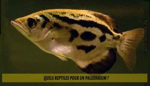 Quels-reptiles-pour-un-Paludarium-06