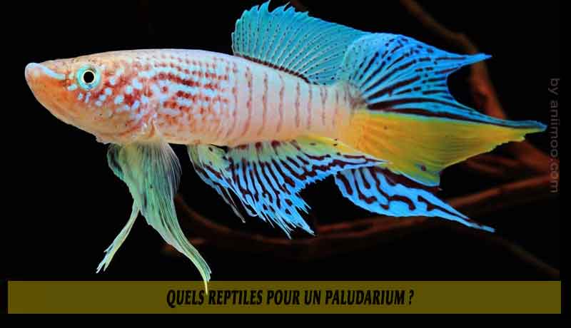 Quels-reptiles-pour-un-Paludarium-07