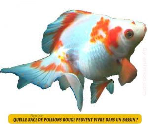 Ryunkin-Quelle-race-de-poissons-rouge-peuvent-vivre-dans-un-bassin-10