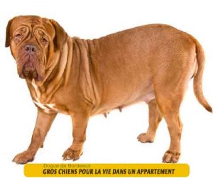 gros-chiens-qui-sont-adaptés-pour-la-vie-dans-un-appartement-02-Dogue-de-Bordeaux