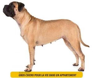 gros-chiens-qui-sont-adaptés-pour-la-vie-dans-un-appartement-07-Bullmastiff