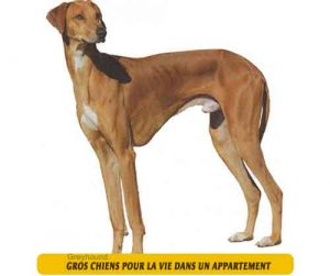 gros-chiens-qui-sont-adaptés-pour-la-vie-dans-un-appartement-08-Greyhound