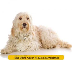 gros-chiens-qui-sont-adaptés-pour-la-vie-dans-un-appartement-09-Goldendoodles
