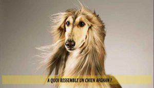 A-quoi-ressemble-un-chien-Afghan-01
