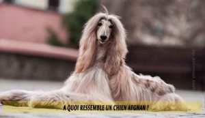 A-quoi-ressemble-un-chien-Afghan-02