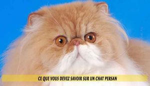 Ce-que-vous-devez-savoir-sur-un-chat-Persan-01