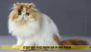 Ce-que-vous-devez-savoir-sur-un-chat-Persan-02