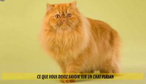 Ce-que-vous-devez-savoir-sur-un-chat-Persan-03