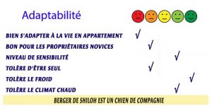 Chien-berger-de-Shiloh---Adaptabilité