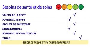 Chien-berger-de-Shiloh-Besoins-de-santé-et-de-soins