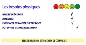 Chien-berger-de-Shiloh-Les-besoins-physiques