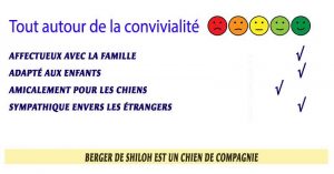 Chien-berger-de-Shiloh-Tout-savoir-sur-la-convivialite