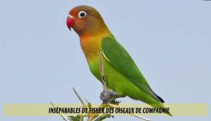 Inséparables-de-Fisher-des-oiseaux-de-compagnie-01
