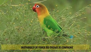 Inséparables-de-Fisher-des-oiseaux-de-compagnie-02