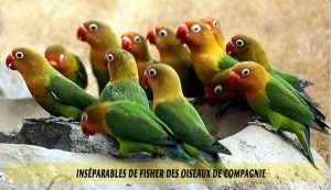 Inséparables-de-Fisher-des-oiseaux-de-compagnie-03