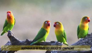 Inséparables-de-Fisher-des-oiseaux-de-compagnie-04