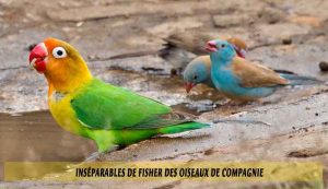 Inséparables-de-Fisher-des-oiseaux-de-compagnie-05