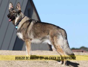 Le-Berger-de-Shiloh-est-un-chien-de-compagnie-01