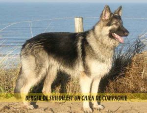 Le-Berger-de-Shiloh-est-un-chien-de-compagnie-02