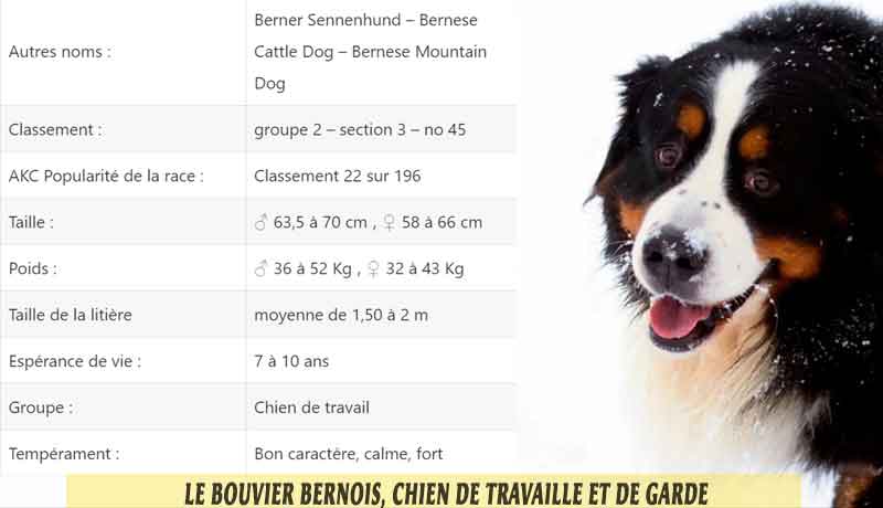 Le Bouvier Bernois Chien De Travail Et De Garde Aniimoo