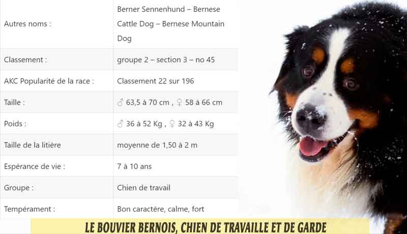 Le-Bouvier-Bernois,-chien-de-travaille-et-de-garde-02