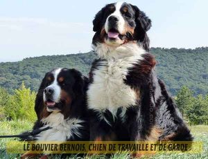 Le-Bouvier-Bernois,-chien-de-travaille-et-de-garde-03