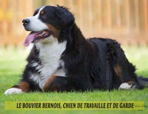 Le-Bouvier-Bernois,-chien-de-travaille-et-de-garde-04