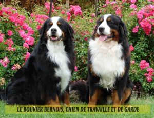 Le-Bouvier-Bernois,-chien-de-travaille-et-de-garde-05