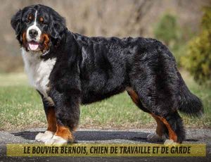 Le-Bouvier-Bernois,-chien-de-travaille-et-de-garde-06