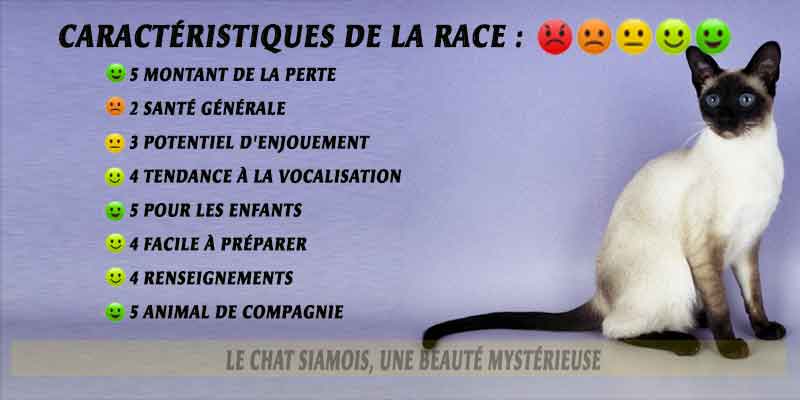 Le-chat-Siamois,-une-beauté-mystérieuse-01