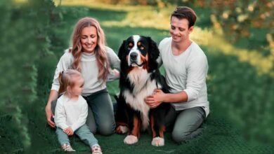 Le chien Bouviers Bernois est-il un bon chien de famille