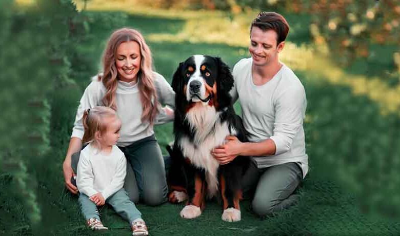 Le chien Bouviers Bernois est-il un bon chien de famille