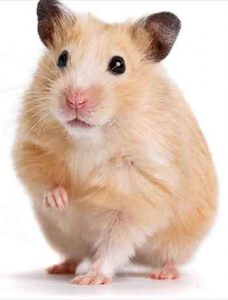 Les-Hamsters-sont-il-de-bon-animaux-de-compagnie03