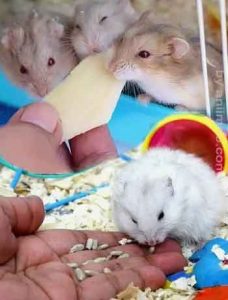 Les-Hamsters-sont-il-de-bon-animaux-de-compagnie04