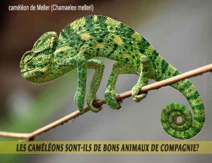 Les-caméléons-sont-ils-de-bons-animaux-de-compagnie-02
