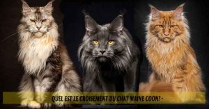 Quel-est-le-croisement-du-chat-Maine-Coon01