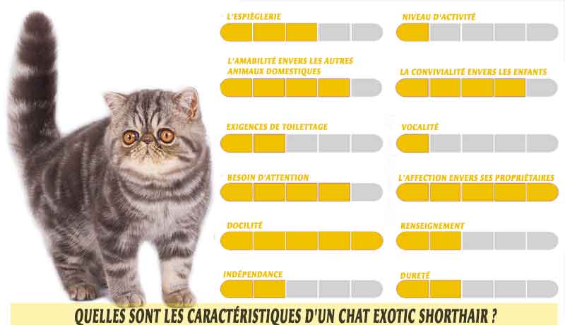 Quelles-sont-les-caractéristiques-d'un-chat-Exotic-shorthair-01