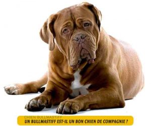 BULLMASTIFF.est-il-un-bon-chien-de-compagnie