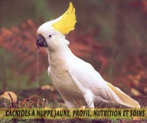 Cacatoès-à-huppe-jaune,-Profil,-nutrition-et-soins-01