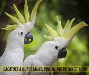 Cacatoès-à-huppe-jaune,-Profil,-nutrition-et-soins-02