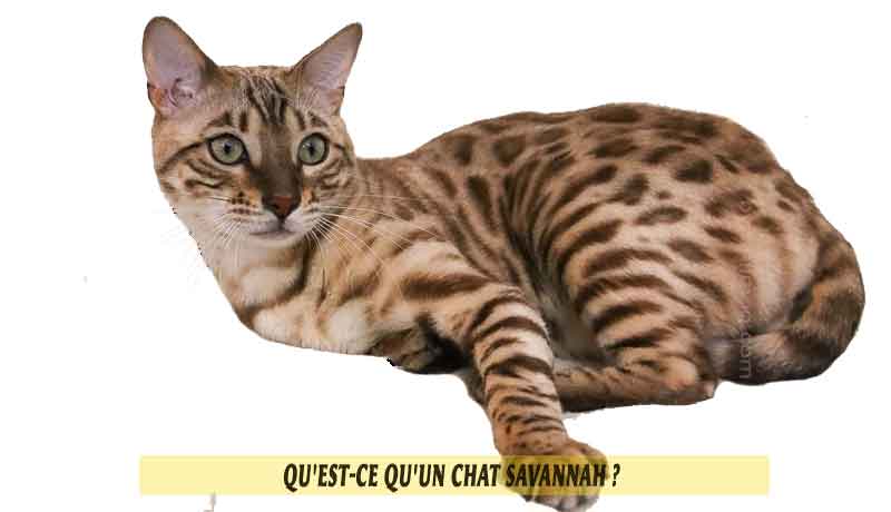 Qu Est Ce Qu Un Chat Savannah